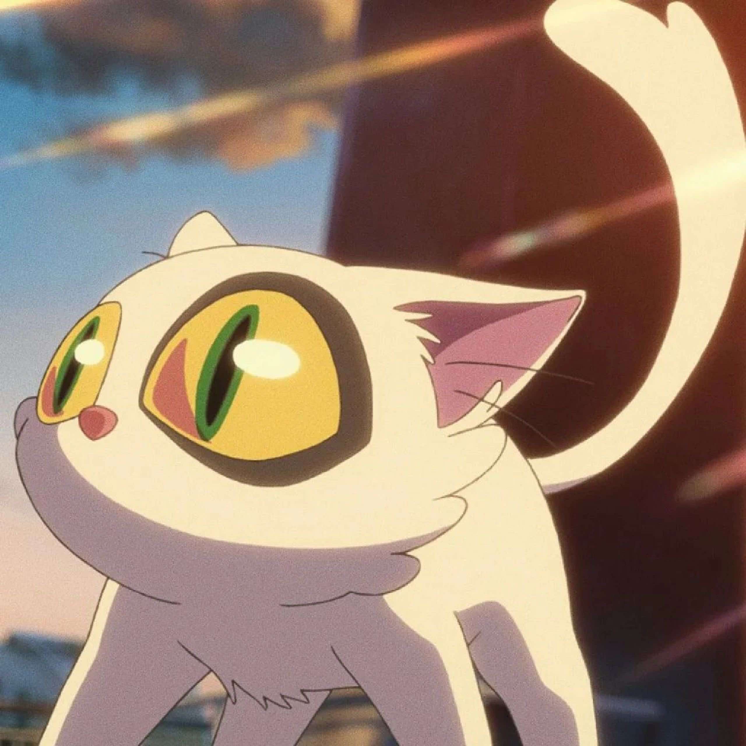 会飞的猫